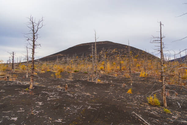istock Dead forest in the center Kamchatka Peninsula, Russia. 1151262402