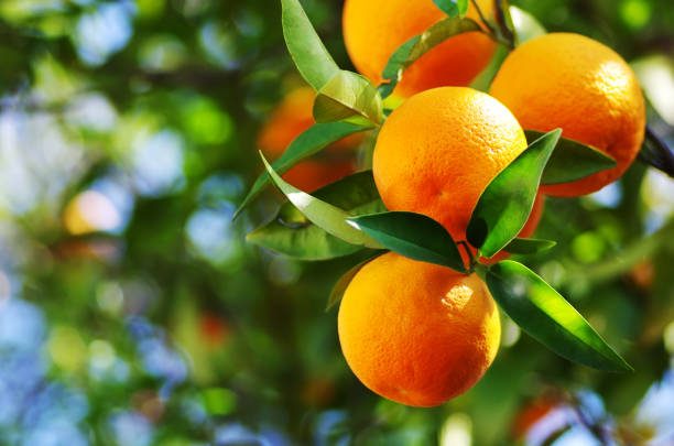istock oranges branch with green leaves on tree 1151262444