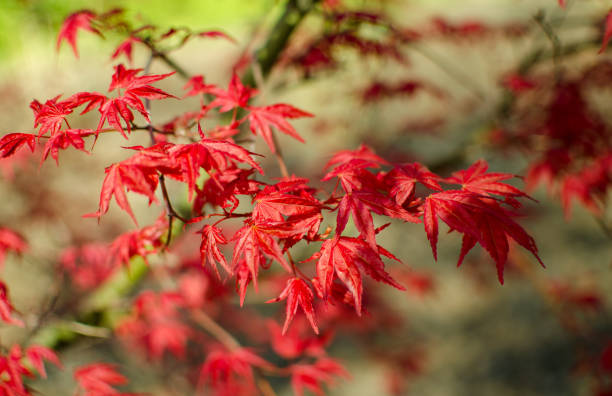 istock Acer palmatum 