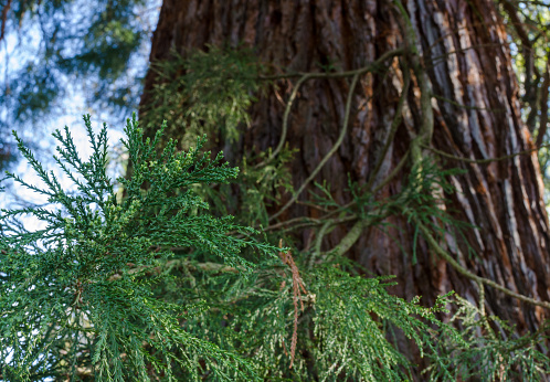 The giant sequoia (Sequoiadendron giganteum) trunk with branch and green leaves. Close up. Selective focus.