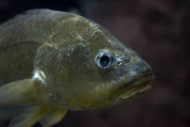 istock Striped barb (Probarbus jullieni) native fish in Thailand 1151264371