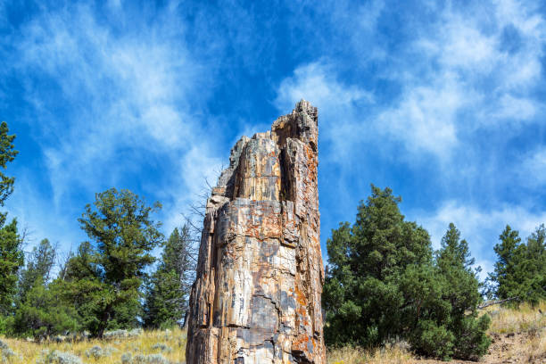 Petrified Tree View View of the famous petrified tree in Yellowstone National Park petrified wood stock pictures, royalty-free photos & images