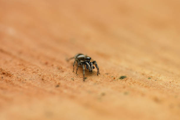 Jumping Spider (Salticus scenicus) on wood background. High resolution photo. Full depth of field.