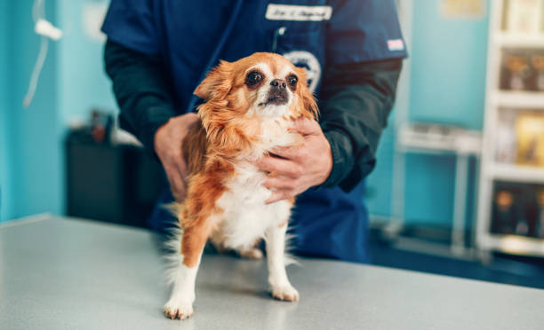 istock Cute chihuahua at vet clinic 1151266621