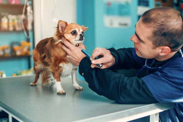 veterinário que examina o olho de um cão - chihuahua stroking pets human hand - fotografias e filmes do acervo