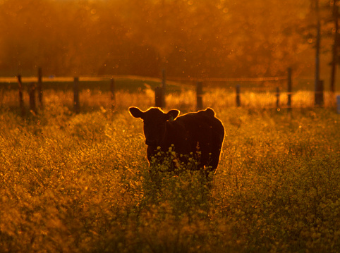 Cows in their pasture at sunset