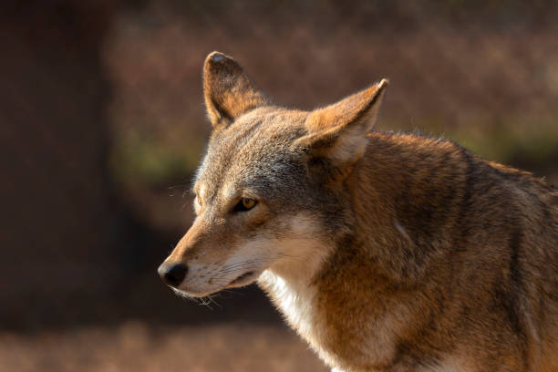 czerwony wilk (canis lupus rufus) jest bardzo rzadkim gatunkiem wilków. - red wolf zdjęcia i obrazy z banku zdjęć