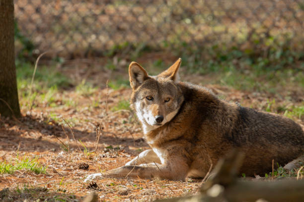 czerwony wilk (canis lupus rufus) jest bardzo rzadkim gatunkiem wilków. - red wolf zdjęcia i obrazy z banku zdjęć