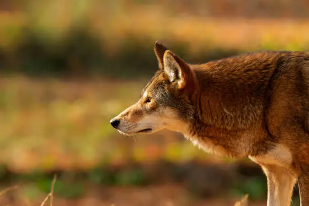 Photo of Red wolf (Canis lupus rufus) is a very rare wolf species .