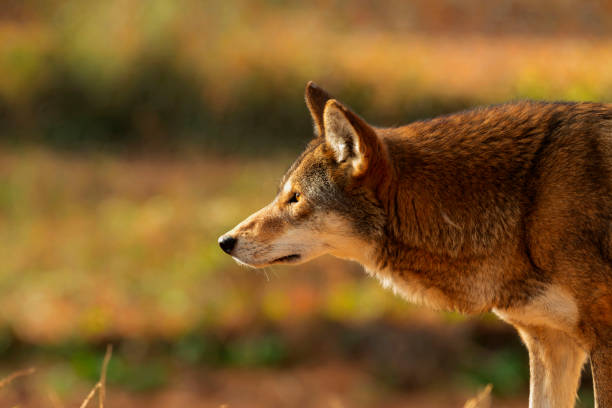 czerwony wilk (canis lupus rufus) jest bardzo rzadkim gatunkiem wilków. - red wolf zdjęcia i obrazy z banku zdjęć