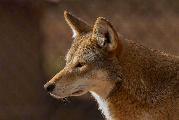 istock Red wolf (Canis lupus rufus) is a very rare wolf species . 1151269474