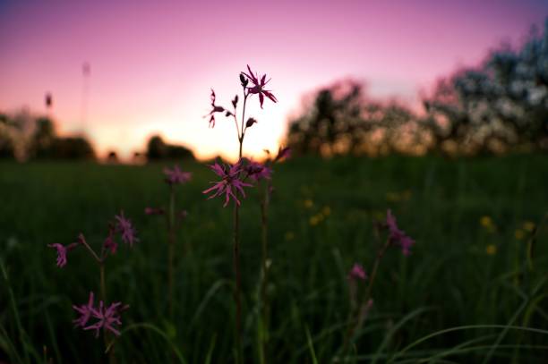 istock Lychnis flos-cuculi at sunset in the field 1151269534