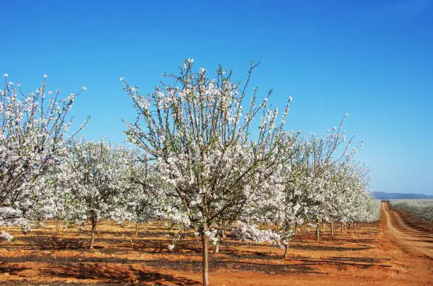 Almond trees blooming in orchard against blue sky
