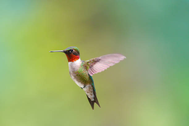 istock Hummingbird in Flight 1151270760