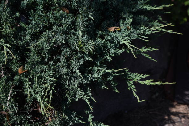 Juniperus procumbens (Creeper ceder) Juniperus procumbens is a conifer of the cypress family. juniperus procumbens stock pictures, royalty-free photos & images