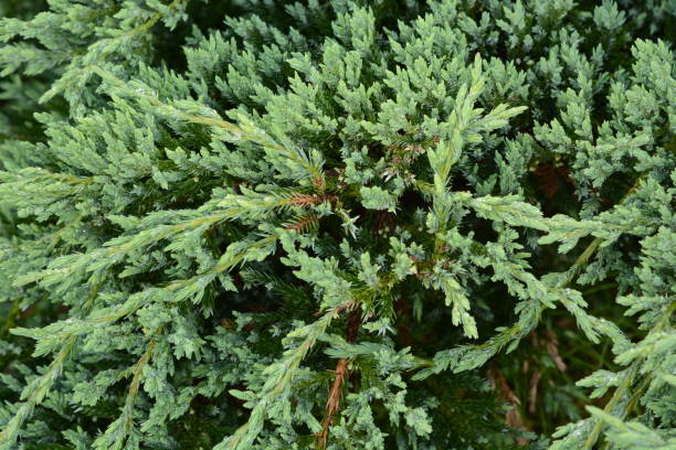 Juniperus procumbens (Creeper ceder) Juniperus procumbens is a conifer of the cypress family. juniperus procumbens stock pictures, royalty-free photos & images