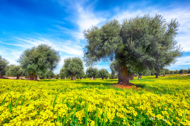 istock Early spring season on Apulia region 1151273999