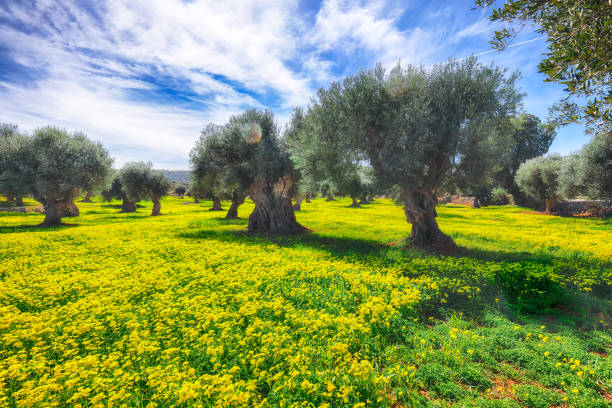 Plantation with many old olive trees and yellow blossoming meadow. Early spring season on Apulia region, Italy.