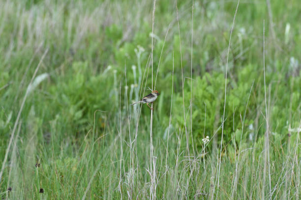 левайльянт в cisticola птица с насекомыми (цистикола tinniens) - dullstroom стоковые фото и изображения