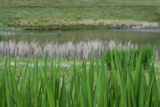 fond d’environnement de lakeside avec le lac et le champ défocalisé - dullstroom photos et images de collection