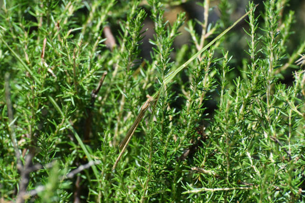 istock Common Citril Damselfly Hiding In Vegetation (ceriagrion glabrum) 1151277624