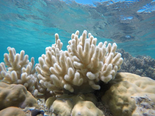 Coral white on blue water Coral head on the Great Barrier Reef great barrier reef coral stock pictures, royalty-free photos & images