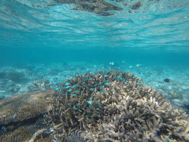 Photo of Coral head with fish