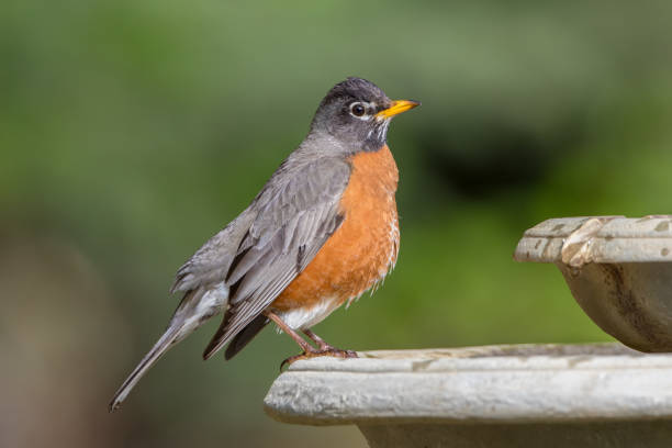 istock American Robin in Alaska 1151281266