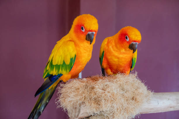 istock Two Sun Conure parrot macaw on a nest 1151284130