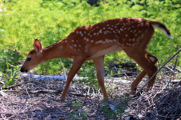 istock Whitetail Fawn 1151284279