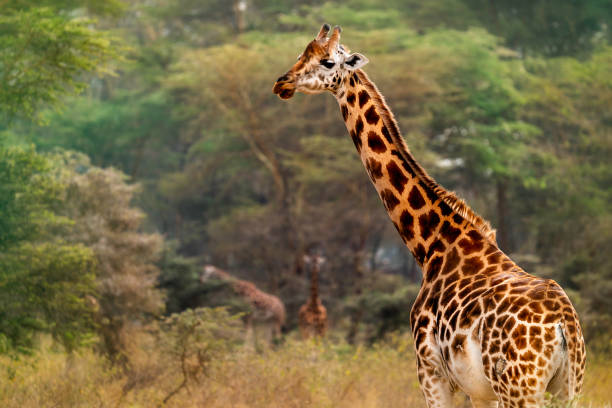 Large Rothchild's giraffe in the forest of Lake Nakuru Kenya Africa stock photo