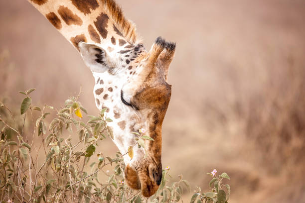 A Rothschild's giraffe leaning down to eat in Lake Nakuru, Kenya Africa,Giraffa camelopardalis rothschildi stock photo