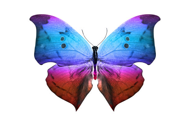 istock butterfly isolated on white. multicolor insect. tropical animal. template for design 1151285970