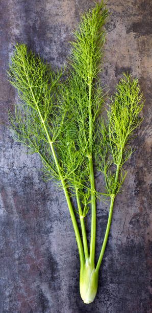 fresh baby hinnel bulbo vista superior sobre pizarra fondo - herb plant dill frond fotografías e imágenes de stock