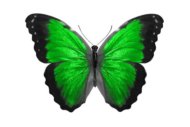 A closeup of the Papilio polyxenes, known as the black swallowtail, American swallowtail.