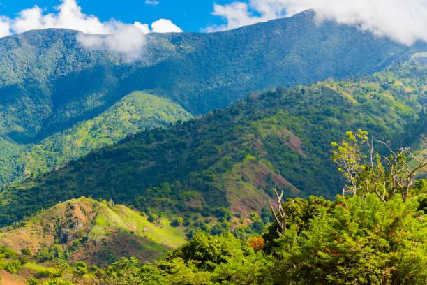 blue mountains in jamaica - tropical rainforest jamaica tropical climate rainforest imagens e fotografias de stock