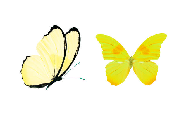 istock yellow butterfly isolated on white background. tropical insects. 1151287455