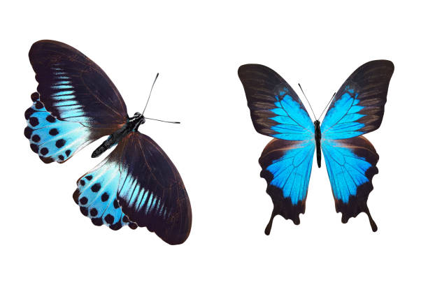 istock tropical blue butterfly. isolated on white background 1151287457