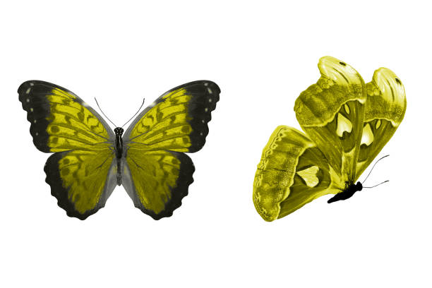 istock beautiful two yellow butterflies isolated on white background 1151287525