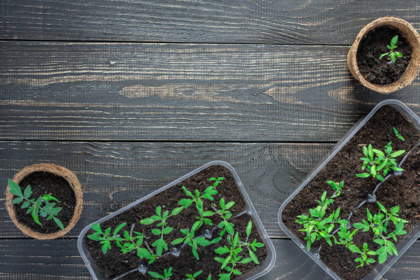 istock Eco friendly pots with young tomato sprouts 1151287546