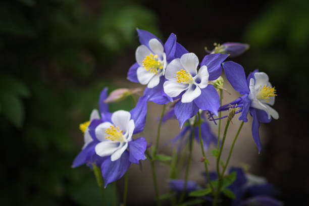 istock Purple columbine flowers 1151289206