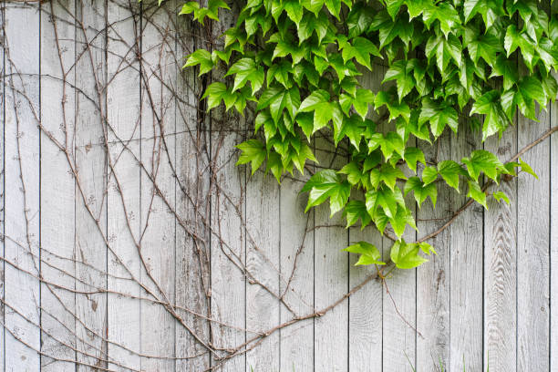 istock Ivy on weathered wood fence 1151289208