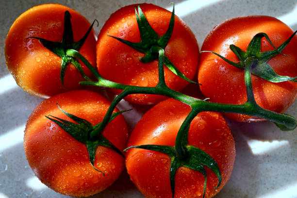 istock Red of Tomato 1151290764