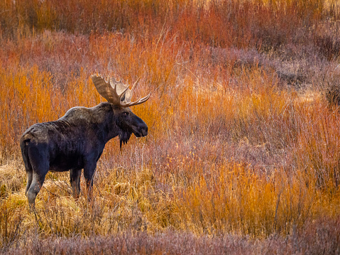 A bull moose stands in the willows beside a creek in State Forest State Park
