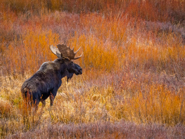 Bull Moose in State Forest State Park stock photo