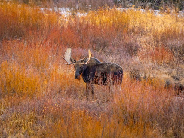 istock Bull Moose in Autumn Willows 1151291386
