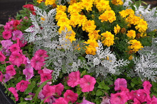 Street flowers potted together show various colors