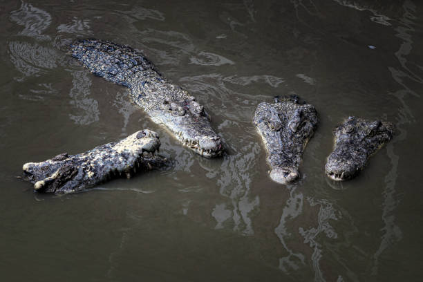 istock The crocodile is floating in the water. 1151291768