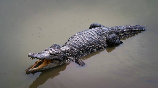 istock The crocodile is floating in the water. 1151291770