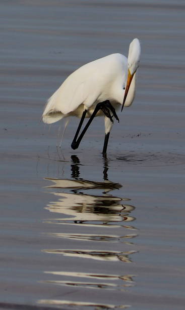 istock Great Egret Fishing 1151295921